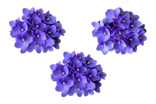 Violet viola flowers set, home plant isolated object, clipping path selective focus, decorative element for design, home decor concept