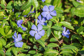 Blue vinca flowers in the garden, periwinkle.