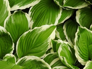 green variegated leaves of a hosta plant background