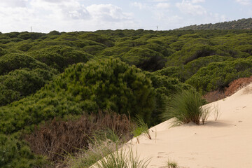 Green pine tree forest growing on sand dunes on the spanish coast of the atlantic in Punta Paloma...