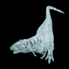 giganotosaurus is walking on white background top drone view © DM7