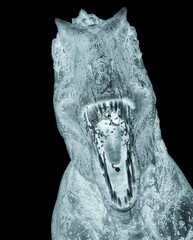 giganotosaurus on white background close up view © DM7