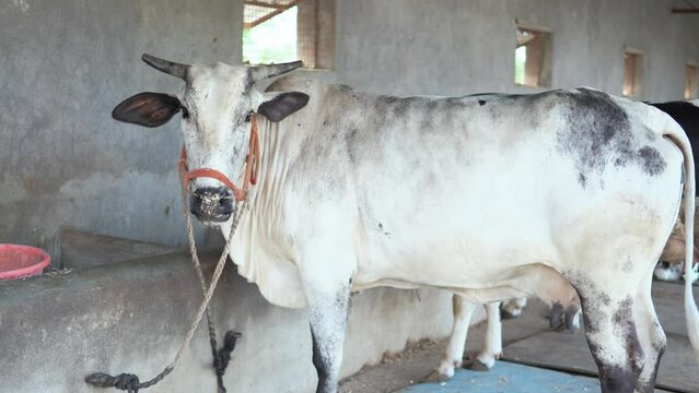 Indian cow looking at the camera