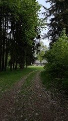 old dirt road in the forest to the old house