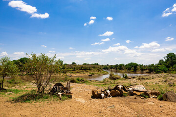 The feeding ground by the Masai Mara River, surrounded by the skulls of deceased animals, in the natural reserve, Kenya