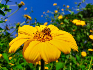 yellow flower in the garden