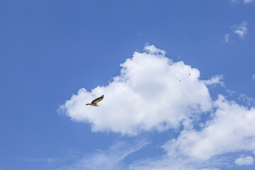 A majestic bird soaring in the sky