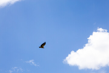 A majestic bird soaring in the sky