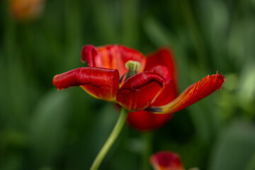 A tulip with a red bud on a flower bed in the park. A fading spring flower in close-up