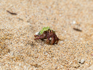 Green shelled hermit crab