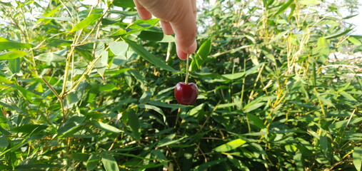 Cherries, bambu, hand, green, red at cdmx, mexico