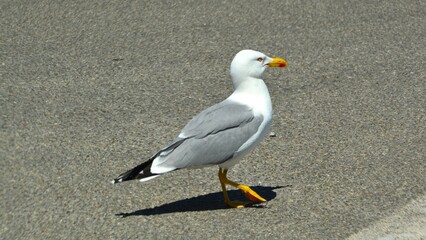 Obraz premium Gabbiano passeggia indisturbato al porto di Talamone (italy)