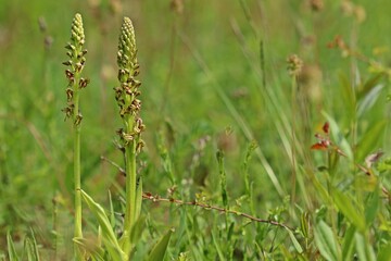 Ohnhorn (Aceras anthropophorum).