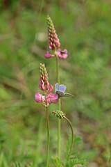 Männlicher Hauhechelbläuling (Polyommatus icarus) auf Saat-Esparsette (Onobrychis viciifolia)