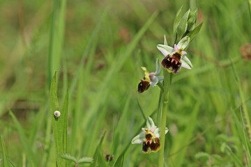 Hummel-Ragwurz (Ophrys holoserica)