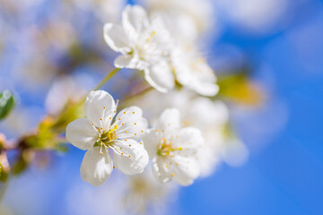 Blooming white cherry buds in the garden