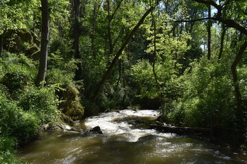 Fototapeta premium rivière la Charpassonne à Salt en Donzy
