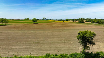 Obraz premium Field of dry grass with a tree in the middle. The sky is clear and blue