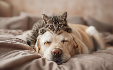 Cute home pets scene and dog and cat friendship concept. Small kitty lying on the big furry...