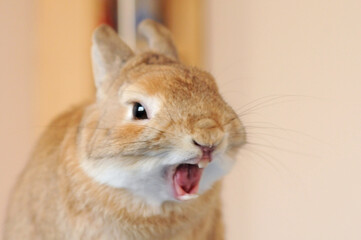 Cute Netherland Dwarf Rabbit with a big yawn!