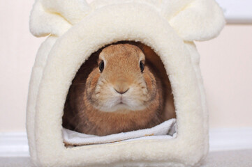 Cute Netherland Dwarf Rabbit in a rabbit-shaped house