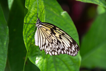 Butterfly on Green Leaf
