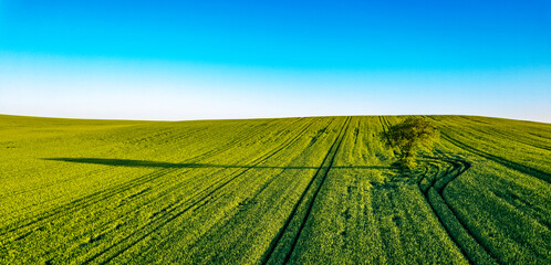 Lonely tree in nature. Tree in green fields wheat with blue sky. magnificent view of the tree and its shadow. Aerial drone shot.