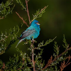 Indigo bunting on cedar tree