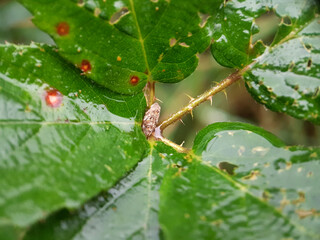 hopper on leaf