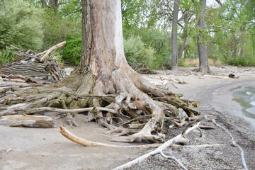 roots of a tree exposed on sandy beach