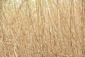 grass marsh water reeds texture 