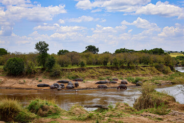 The feeding ground by the Masai Mara River,, in the natural reserve, Kenya