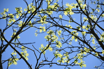 new yellow leaves buds with blue sky background