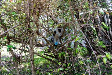 A vervet monkey (Cercopithecus aethiops) hiding in the thickets of trees