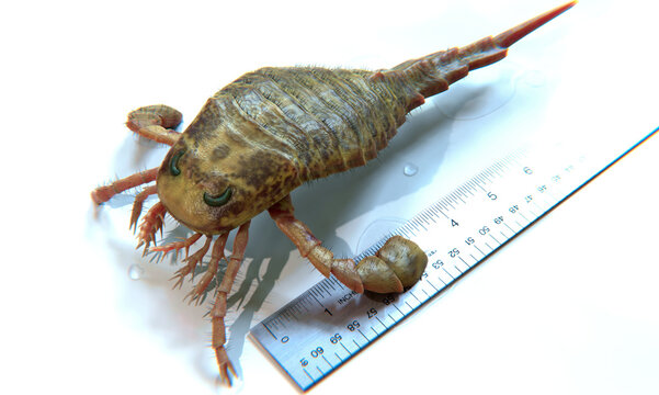 A 3D illustration Eurypterus Remipes up-close with a ruler for scale. Eurypterus is an extinct genus of eurypterid, a group commonly called "sea scorpions".  They lived 432 to 418 million years ago.