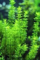 Enhance the quality of the image