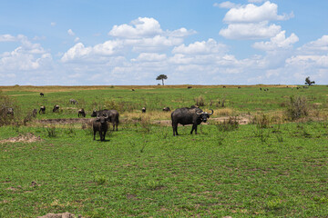 A grazing herd of buffaloes in the Masai Mara National Reserve, Kenya