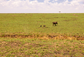 a warthog running across the savannah with its offspring, masai mara, kenya