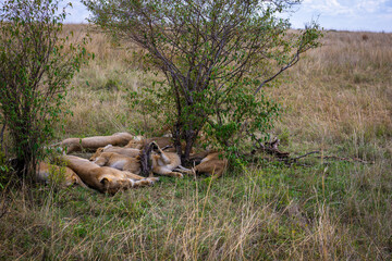 A herd of lions sleeping under the acacia trees in the Masai Mara Reserve, Kenya