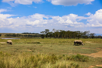 Obraz premium Rare white rhinoceros grazing in Nakuru National Park, Kenya
