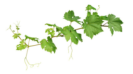 Grape leaves vine plant branch with tendrils in vineyard