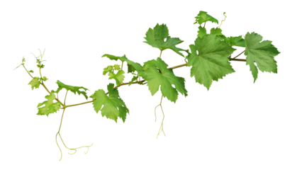 Grape leaves vine plant branch with tendrils in vineyard