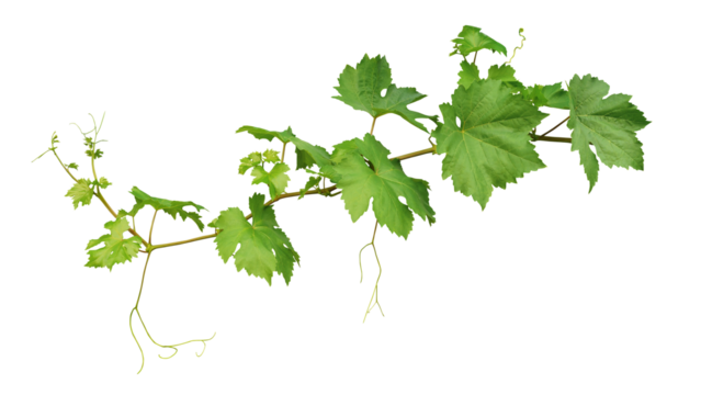 Grape leaves vine plant branch with tendrils in vineyard