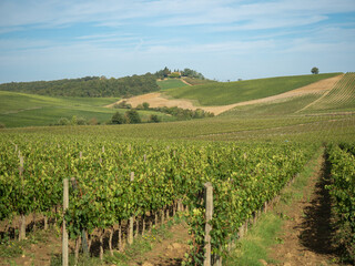 Series of parallel vineyard rows with green leaves and grapevine fruits in a Mediterranean hilly...