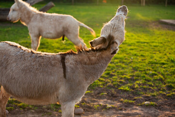 Two donkeys on a farm by sunset with one hee -hawing into the sky otherwise known as or' braying' 