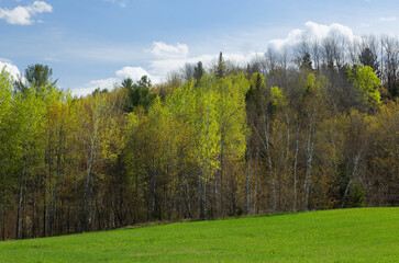 Fototapeta premium Aspen and Birch trees in the Spring