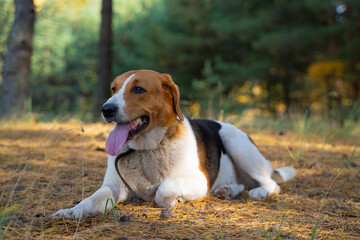 jack russell terrier