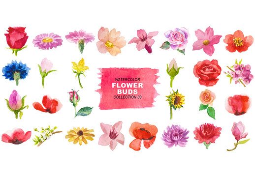 Watercolor painted flower buds clipart. Hand drawn flower design elements isolated on transparent background
