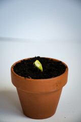 Seedling in a pot