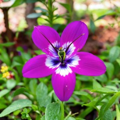 baitbloom flower seedling vibrant colorful purpleish seed